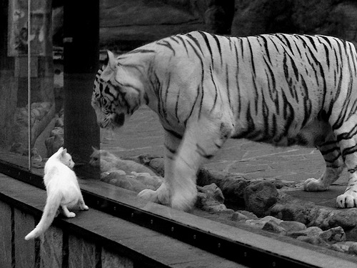 新疆男篮借助战术变化撕裂区域防守结构，新疆男篮内线