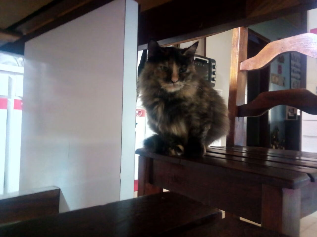 “缆绳滑水：东桃花岛赛场新风尚，水面竞速超越极限”