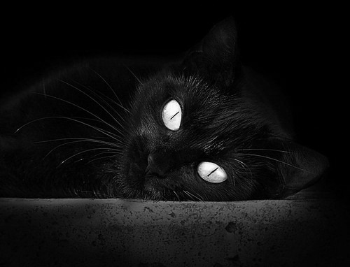 球迷文化日益成熟CBA赛场气氛逐步回暖，cba篮球文